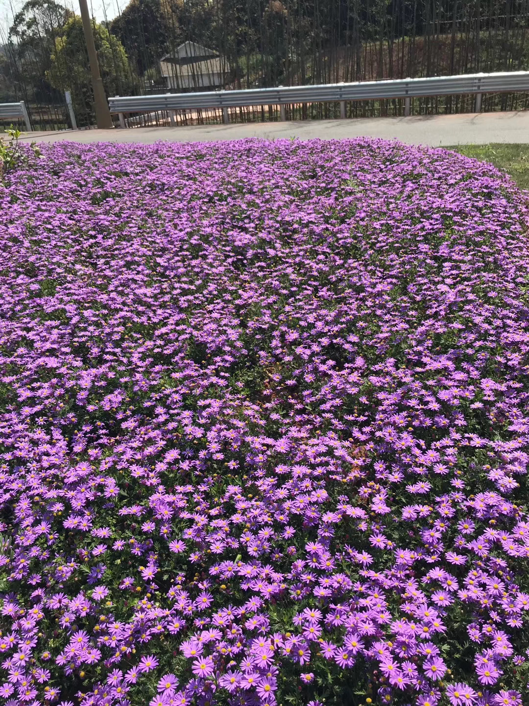 宜宾新机场东连接线工程绿化工程